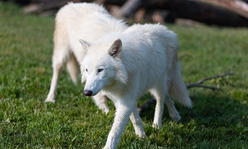 Colossal Wolves Colossal Biosciences Introduces Trio of Genetically Engineered ‘Dire Wolves
